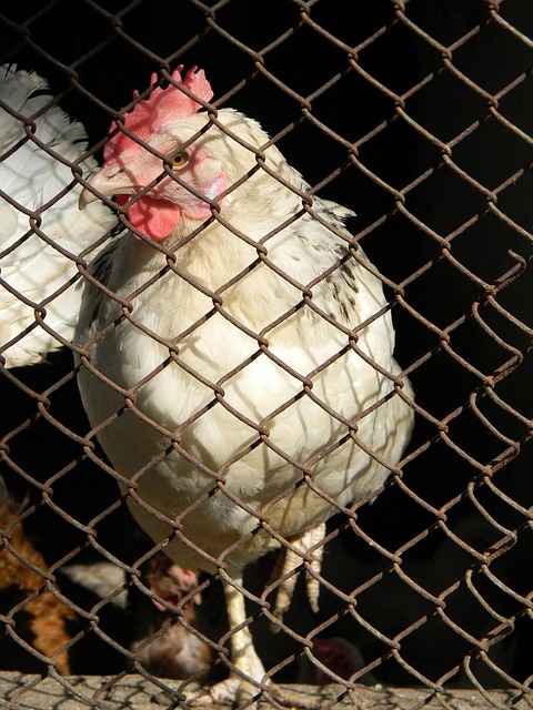 种良性的互 种良性的互